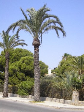 Palm Tree